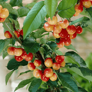 Cerisier 'Bigarreau Napoleon' - Prunus avium 'Bigarreau Napoléon'
