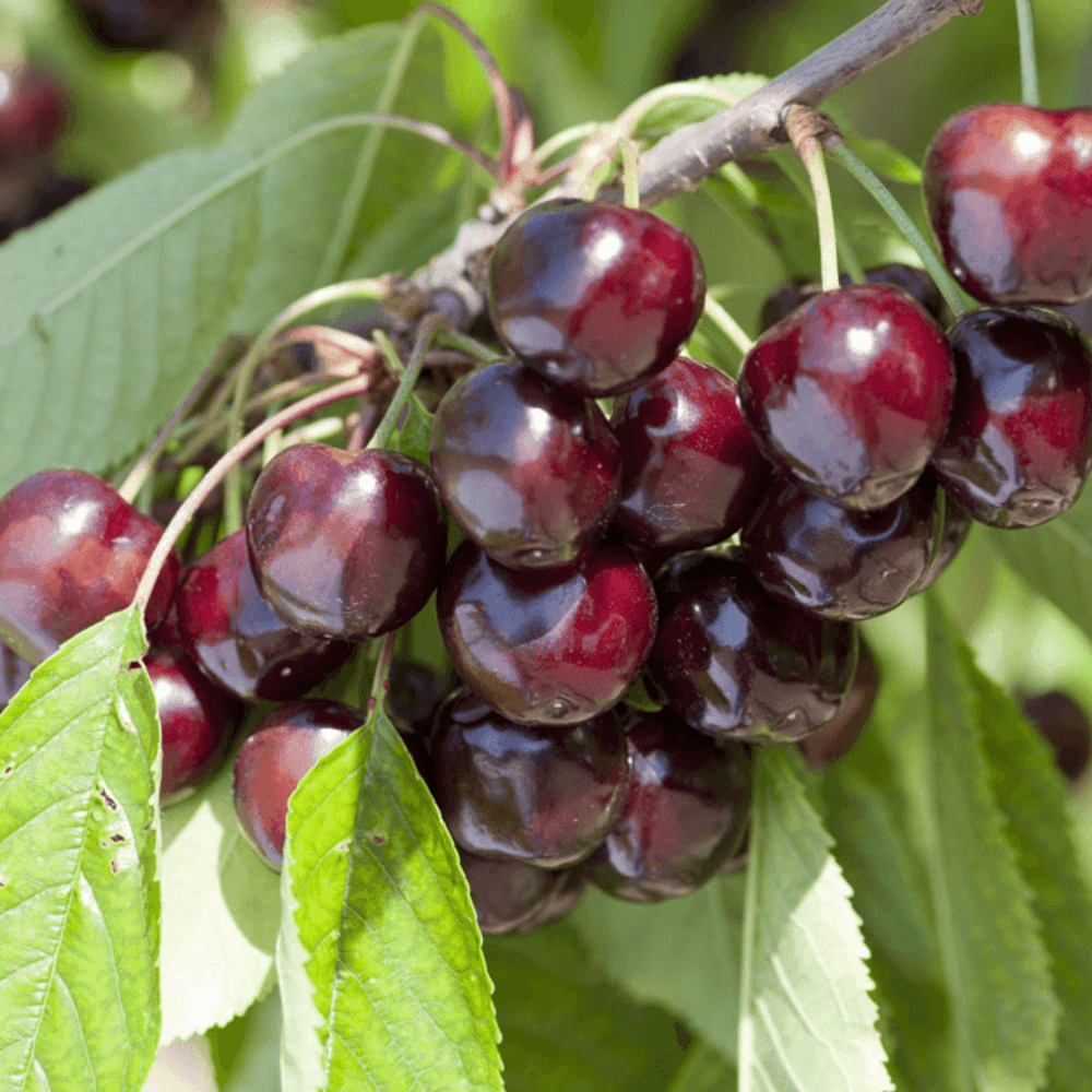 Cerisier 'Bigarreau Reverchon' - Prunus avium 'Bigarreau Reverchon' - FLEURANDIE