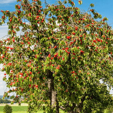 Cerisier 'Bigarreau Summit' - Prunus avium 'Bigarreau Summit'