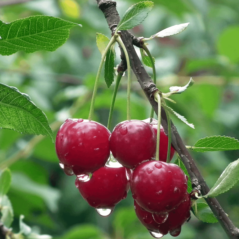 Cerisier 'Bigarreau Van' - Prunus avium 'Bigarreau Van' - FLEURANDIE