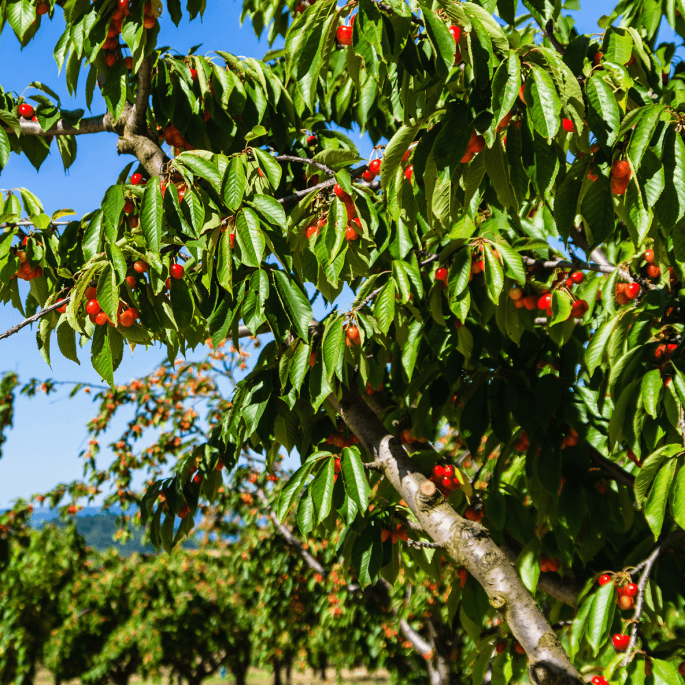 Cerisier 'Bigarreau Van' - Prunus avium 'Bigarreau Van' - FLEURANDIE