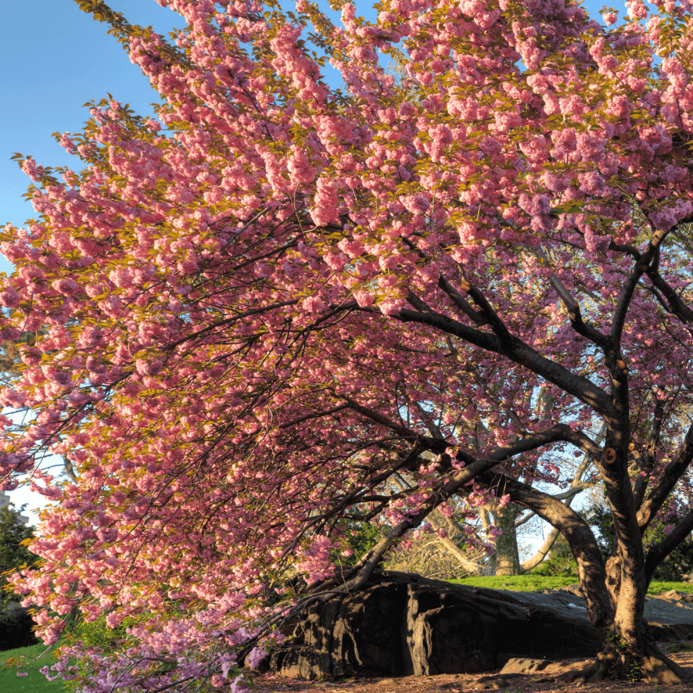 Cerisier du Japon 'Kanzan' - Prunus serrulata 'Kanzan' - FLEURANDIE