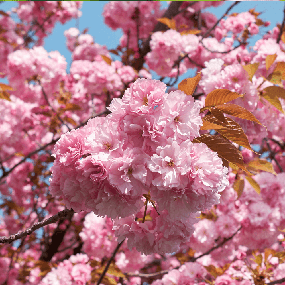 Cerisier du Japon 'Kanzan' - Prunus serrulata 'Kanzan' - FLEURANDIE