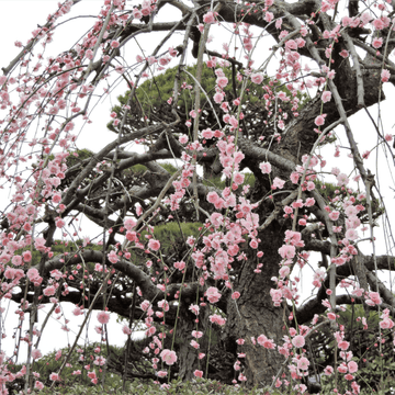 Cerisier du Japon 'Kiku-shidare-sakura' - Prunus serrulata 'Kiku-shidare-sakura'