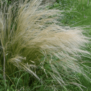 Cheveux d'anges - Stipa tenuifolia