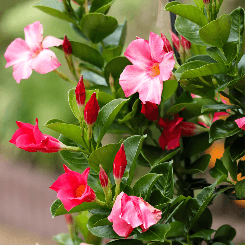 Dipladénia Sundaville® Tricolor - FLEURANDIE