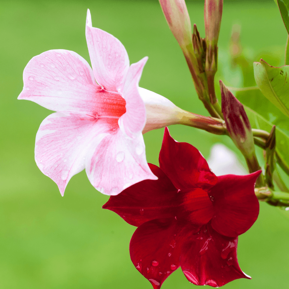 Dipladénia Sundaville® Tricolor - FLEURANDIE