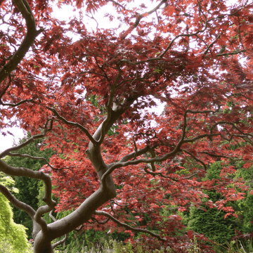 Erable du Japon - Acer palmatum
