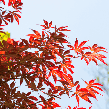 Érable du Japon 'Atropurpureum' - Acer palmatum 'Atropurpureum'