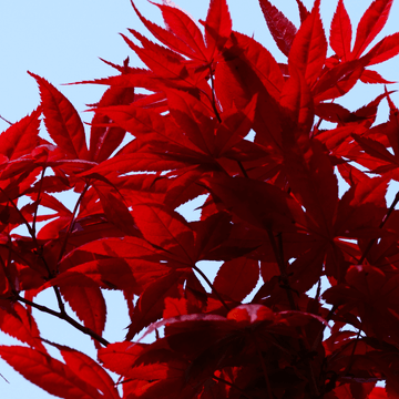 Érable du Japon 'Bloodgood' - Acer palmatum 'Bloodgood'