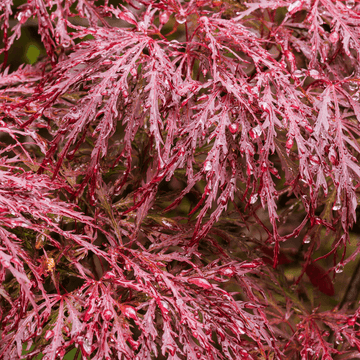 Érable du Japon 'Dissectum Garnet' - Acer palmatum 'Dissectum Garnet'
