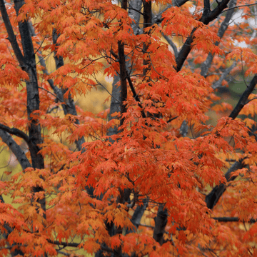 Érable du Japon 'Orange Dream' - Acer palmatum 'Orange Dream'