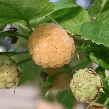 Framboisier 'Fallgold' - Rubus idaeus 'Fallgold'