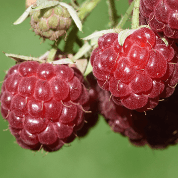 Framboisier 'Heritage' - Rubus idaeus 'Heritage'
