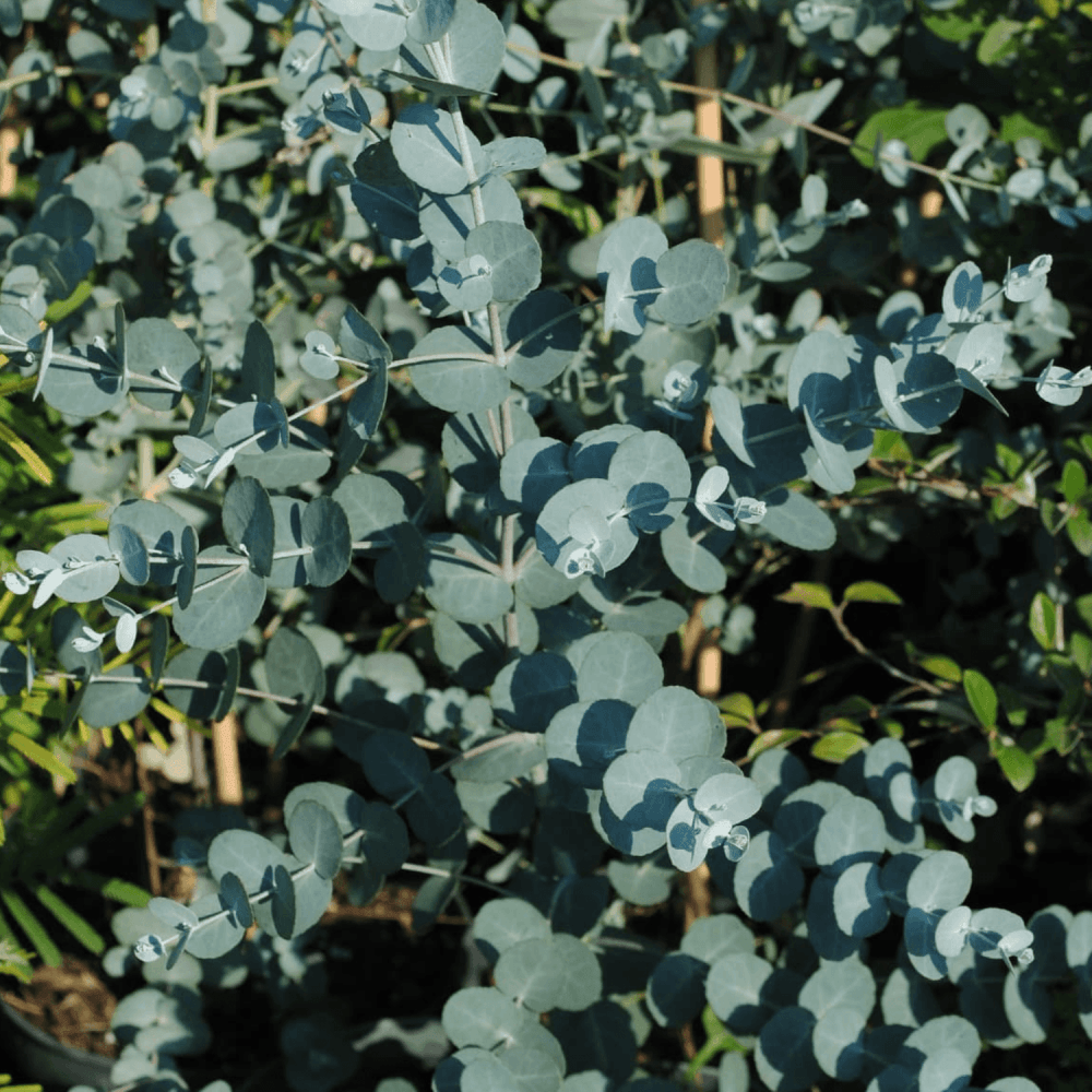 Gommier cidre - Eucalyptus gunnii - FLEURANDIE