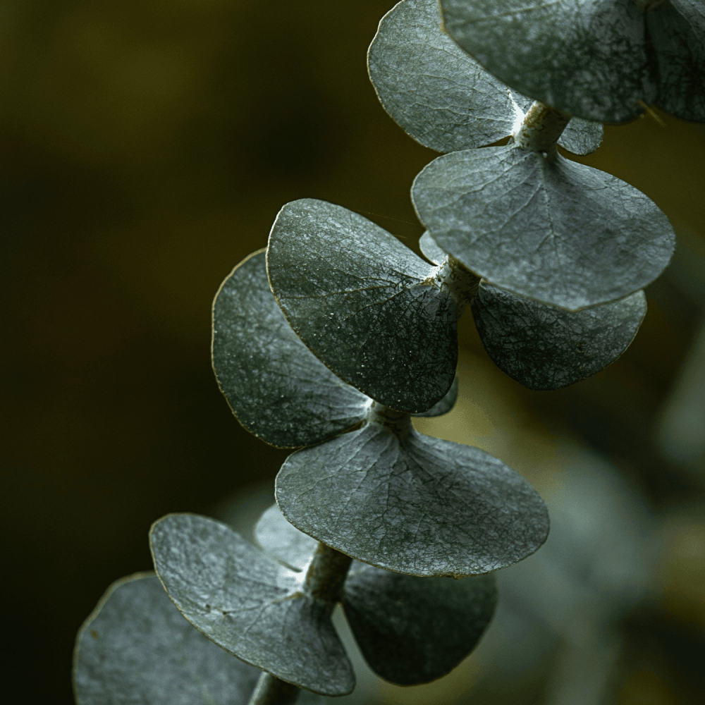 Gommier cidre - Eucalyptus gunnii - FLEURANDIE