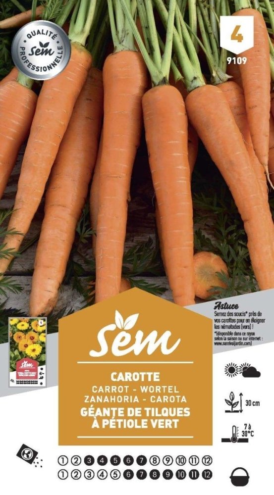 Graines de Carotte Géante De Tilques À Pétiole Vert - FLEURANDIE