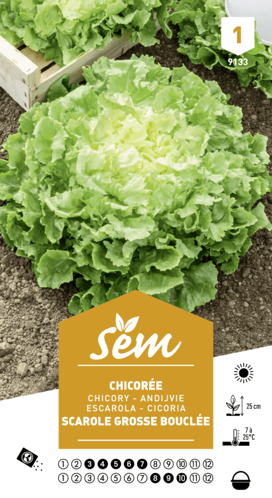 Graines de Chicorée Scarole Grosse Bouclée - FLEURANDIE