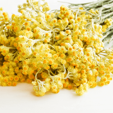 Herbe à curry naine - Helichrysum italicum dwarf curry