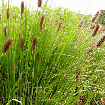 Herbe aux écouvillons 'Red Buttons' - Pennisetum messiacum 'Red Buttons'