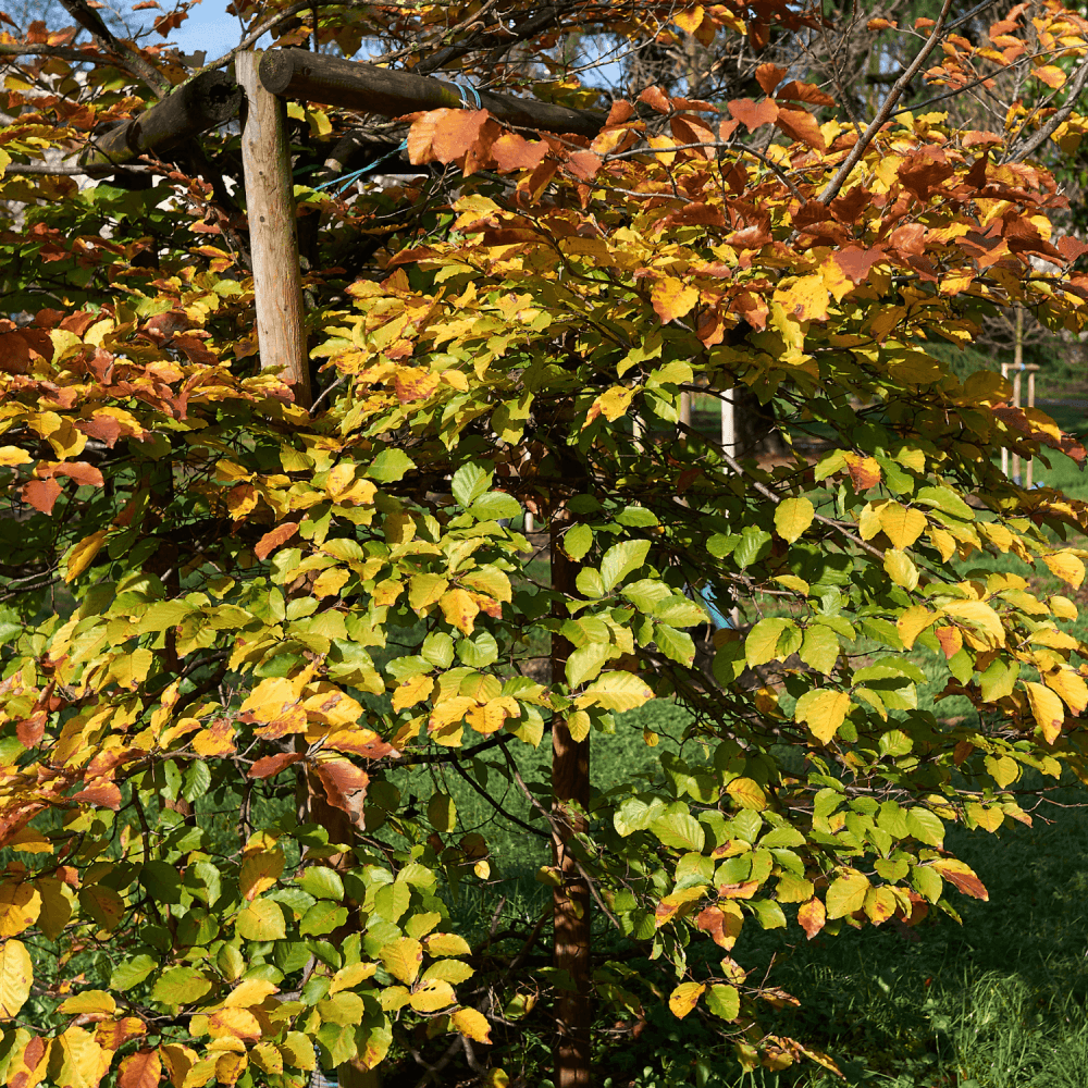 fagus sylvatica asterix Hêtre commun 'Astérix'