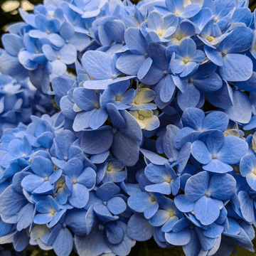 Hortensia 'Nikko Blue' - Hydrangea macrophylla 'Nikko Blue'