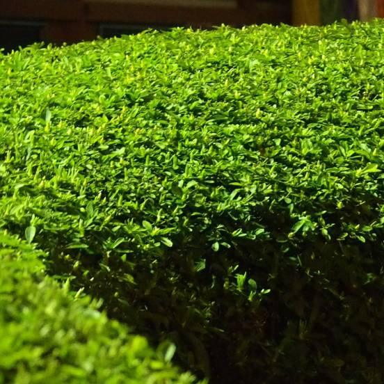 Houx crénelé 'Dark Green' - Ilex crenata 'Dark Green' - FLEURANDIE