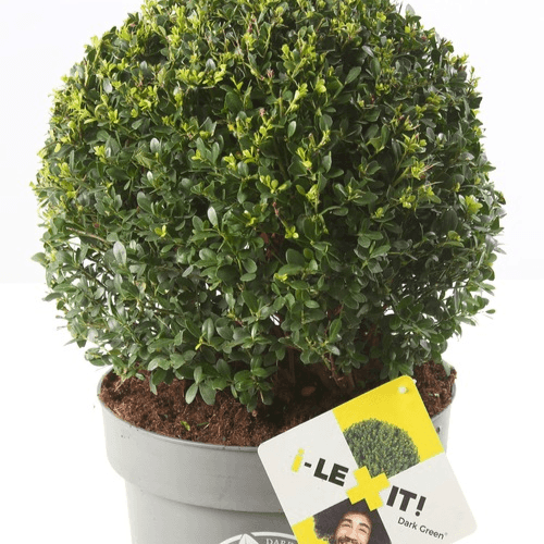 Houx crénelé 'Dark Green' - Ilex crenata 'Dark Green' - FLEURANDIE