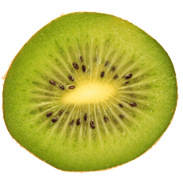 Kiwi auto-fertile, actinidier 'Jenny' - Actinidia chinensis 'Jenny'