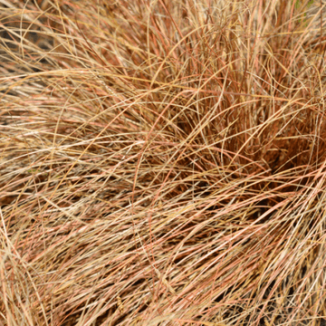 Laîche 'Bronze Form' - Carex comans 'Bronze Form'
