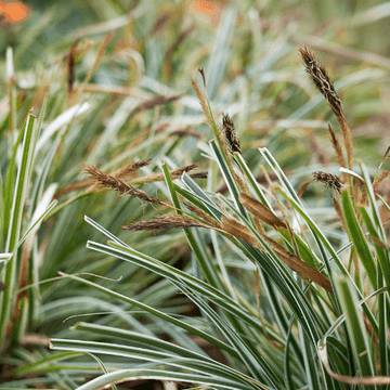 Laîche d'Oshima 'Everest' - Carex oshimensis 'Everest'