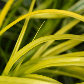 Laîche d'Oshima 'Everillo' - Carex oshimensis 'Everillo'