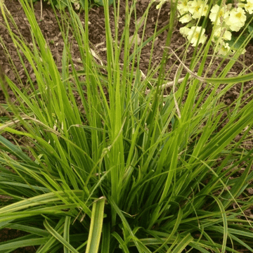 Laîche d'Oshima 'Everlime'  - Carex oshimensis 'Everlime'