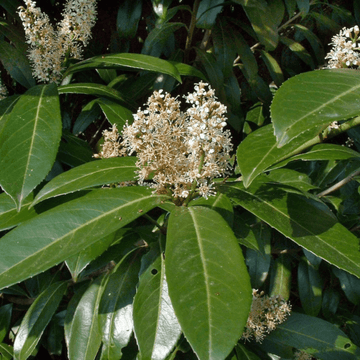 Laurier-Cerise, Laurier palme 'Caucasica' - Prunus laurocerasus 'Caucasica'