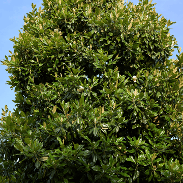 Laurier-tulipier 'Galissonière' - Magnolia grandiflora 'Galissoniensis'