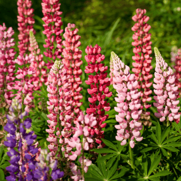 Lupinus 'russel' - Lupin polyphyllus 'russel'