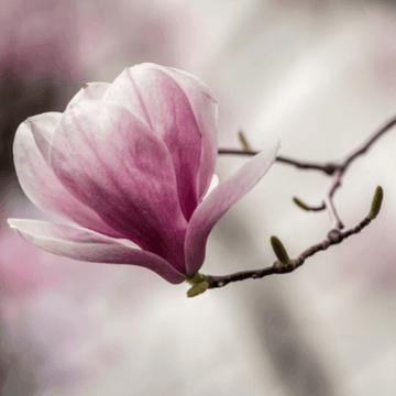 Magnolia de Soulange - Magnolia soulangeana