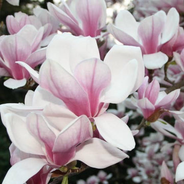 Magnolia de Soulange - Magnolia soulangeana