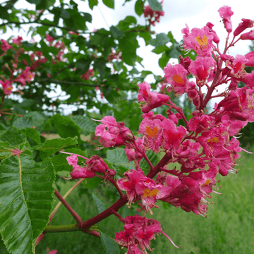 Marronnier à fleurs rouge - Aesculus carnea 'Briotii'