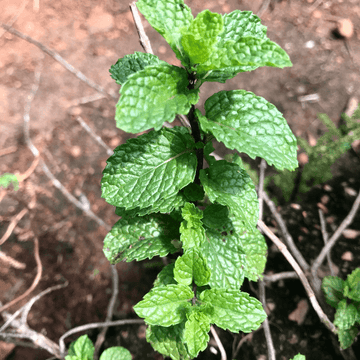 Menthe marocaine - Mentha spicata