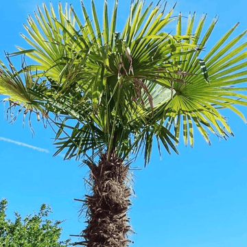 Palmier de Chine -  Chamaerops excelsa (syn : trachycarpus fortunei)