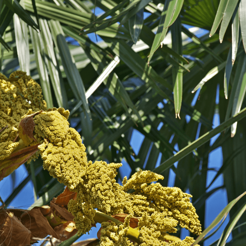 Palmier de Chine - Chamaerops excelsa (syn : trachycarpus fortunei) - FLEURANDIE