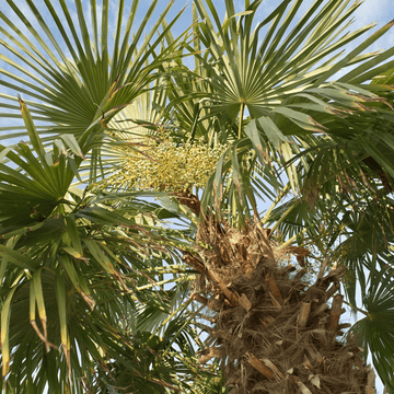 Palmier de Chine -  Chamaerops excelsa (syn : trachycarpus fortunei)