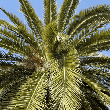 Palmier des Canaries - Phoenix canariensis