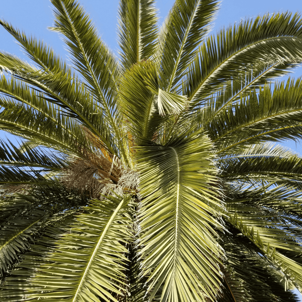 Palmier des Canaries - Phoenix canariensis - FLEURANDIE