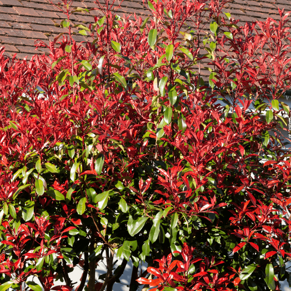 Photinia x fraseri 'Red Robin' - Photinia x fraseri 'Red Robin' - FLEURANDIE