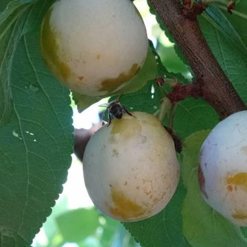 Prunier 'Reine Claude de Bavay' - Prunus domestica 'Reine Claude de Bavay'