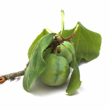 Prunier 'Reine Claude Dorée' - Prunus domestica 'Reine Claude Dorée'