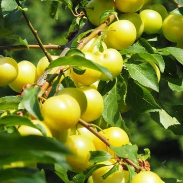 Prunier 'Reine Claude d'Oullins' - Prunus domestica 'Reine Claude D'Oullins'