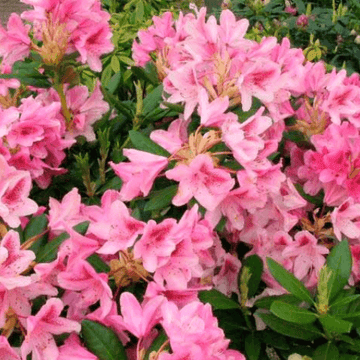 Rhododendron 'Cosmopolitan' - Rhododendron 'Cosmopolitan'